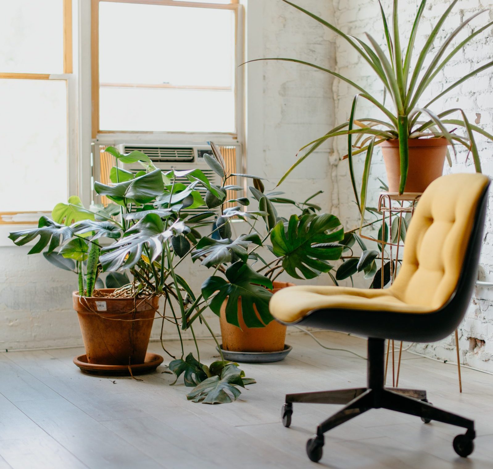 A minimalist indoor workspace featuring a mustard-yellow swivel chair on wheels, surrounded by vibrant potted plants, including monstera and aloe varieties. The space is illuminated by natural light streaming through large wooden-framed windows, with a whitewashed brick wall as a backdrop. The floor is finished in a light wood tone, enhancing the airy and serene atmosphere.